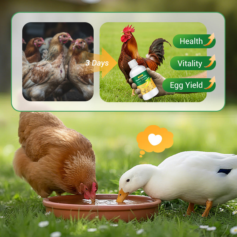 🐓Poultry Multi-Symptom Oral Solution – Treats Respiratory, Digestive & Immune Issues in One Dose!🐔💦