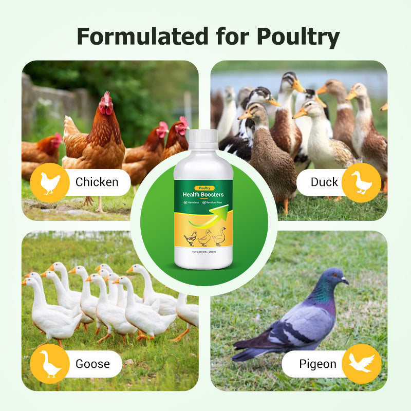 🐓Poultry Multi-Symptom Oral Solution – Treats Respiratory, Digestive & Immune Issues in One Dose!🐔💦