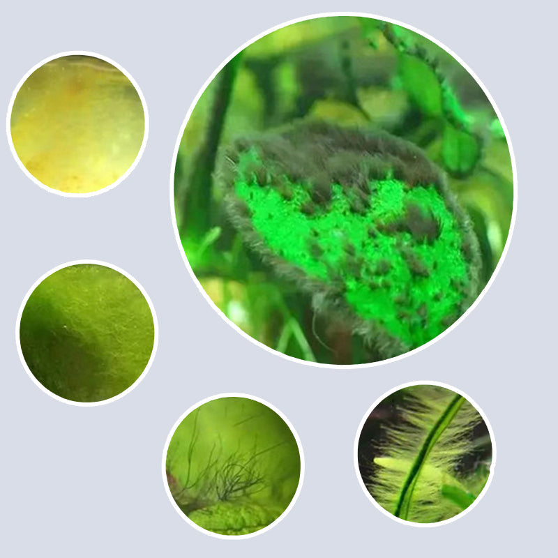 🔥2025 Hot Sale🔥Effective Algae Control for Aquarium(50% OFF)